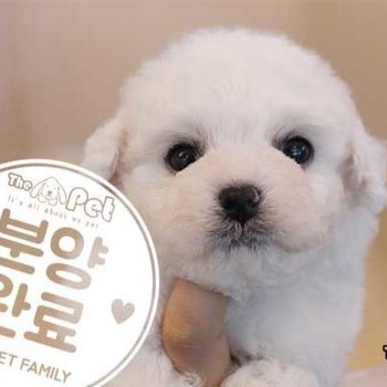 비숑프리제 ♂ 11.13 분양완료