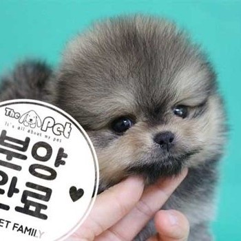 포메라니안 ♂ 05.20 분양완료