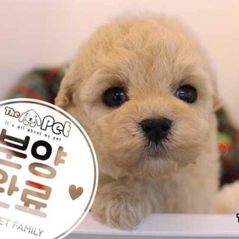 푸들 ♂ 10.28 분양완료