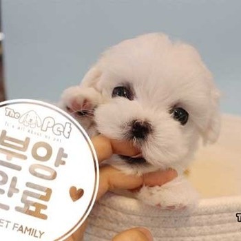 말티푸 ♀ 03.24 분양완료
