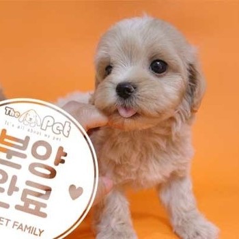 말티푸 ♀ 05.07 분양완료