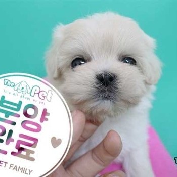 푸들 ♀ 04.07 분양완료
