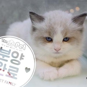 렉돌 ♀ 02.21 분양완료