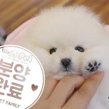 포메라니안 ♀ 12.20 분양완료