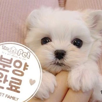 말티즈 ♀ 02.13 분양완료