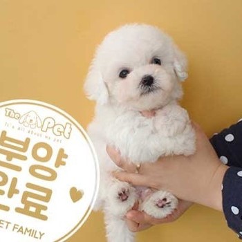 비숑프리제 ♂ 01.22 분양완료