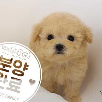 푸들 ♀ 01.14 분양완료