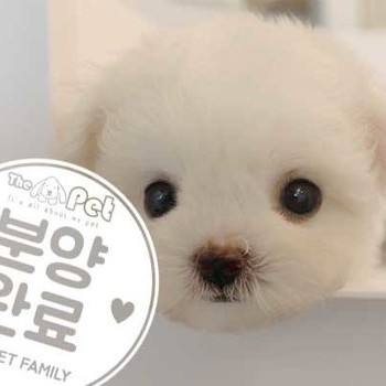 비숑프리제 ♂ 06.23 분양완료