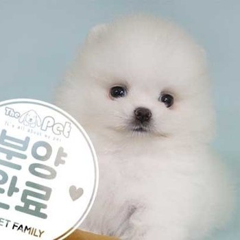 포메라니안 ♂ 06.13 분양완료