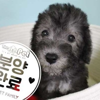 베들링턴테리어 ♀ 06.11 분양완료