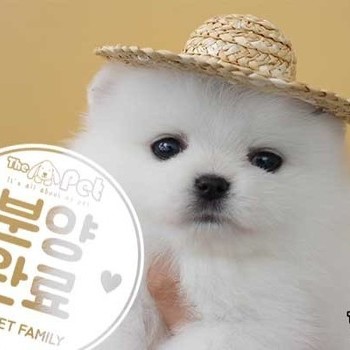 포메라니안 ♂ 02.06 분양완료