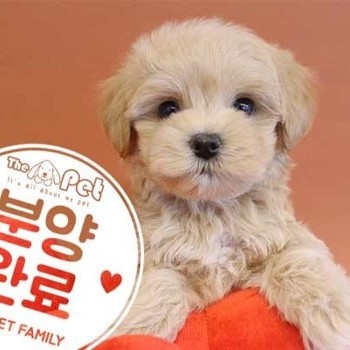 말티푸 ♂ 08.17 분양완료