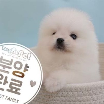포메라니안 ♂ 03.08 분양완료