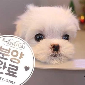 말티즈 ♂ 10.9 분양완료