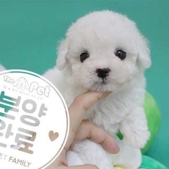 비숑프리제 ♂ 05.20 분양완료