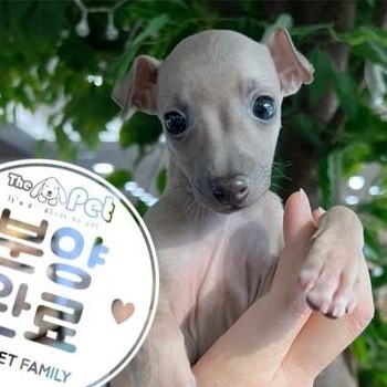 이탈리안그레이하운드 ♂ 11.13 분양완료
