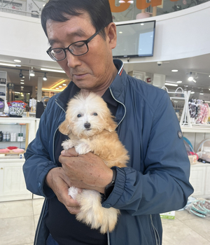 푸들 분양후기 [23.10.05]