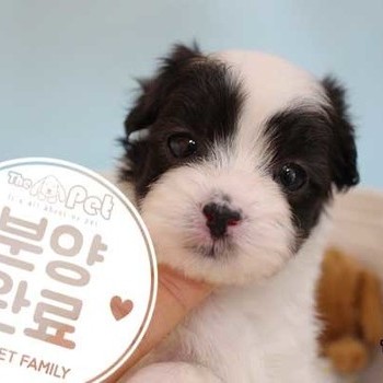 말티푸 ♂ 02.25 분양완료