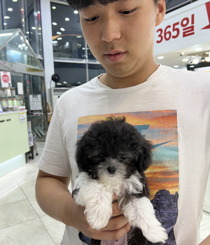 푸들 분양후기 [23.08.23]