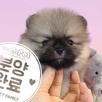포메라니안 ♂ 02.21 분양완료
