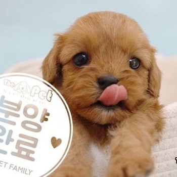 킹찰푸 ♀ 03.12 분양완료