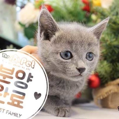 러시안블루 ♂ 11.1 분양완료