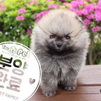포메라니안 ♂ 02.14 분양완료