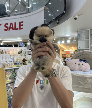 포메라니안 분양후기 [23.08.19]