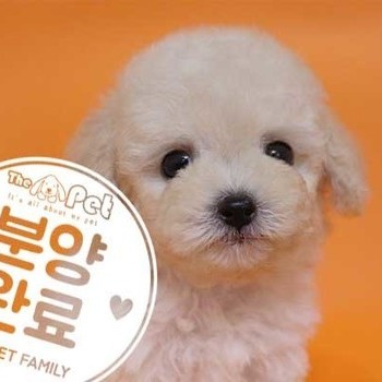 푸들 ♂ 05.05 분양완료