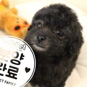 푸들 ♀ 07.14 분양완료