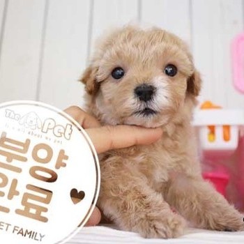 말티푸 ♂ 9.9 분양완료