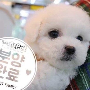 비숑프리제 ♂ 11.05 분양완료