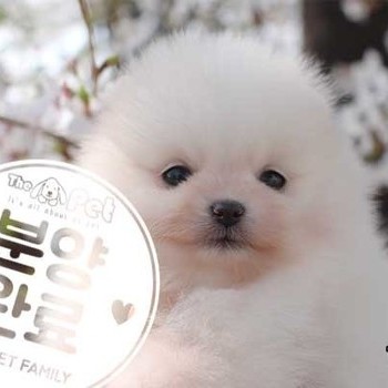 폼피츠 ♀ 01.30 분양완료