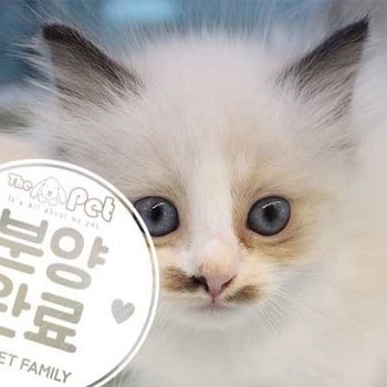 랙돌 ♂ 5.28 분양완료