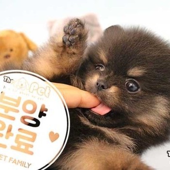 포메라니안 ♂ 03.31 분양완료