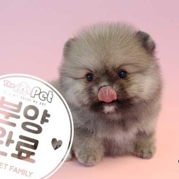 포메라니안 ♀ 02.21 분양완료