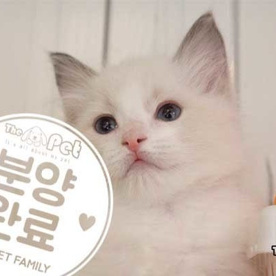렉돌 ♀ 11.17 분양완료