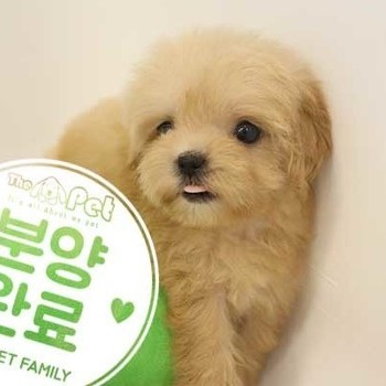 말티푸 ♀ 07.07 분양완료