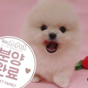 포메라니안 ♂ 03.24 분양완료
