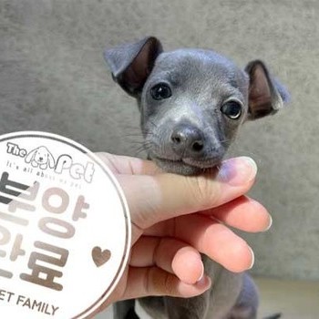 이탈리안그레이하운드 ♂ 11.13 분양완료