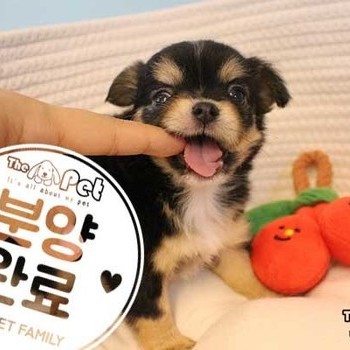 장모치와와 ♀ 03.31 분양완료