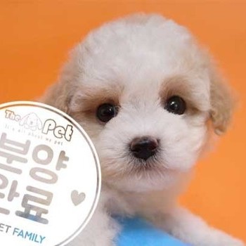 푸들 ♀ 05.13 분양완료