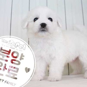말티숑 ♀ 6.19 분양완료