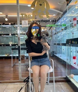 푸들 분양후기 [23.06.03]