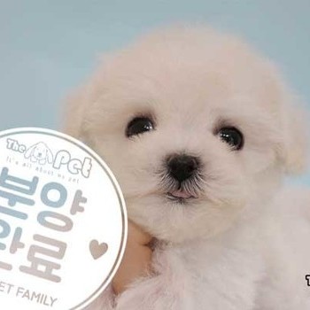 비숑프리제 ♀ 03.12 분양완료