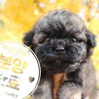 푸들 ♂ 9.8 분양완료