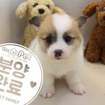 웰시코기b ♀ 2.7 분양완료