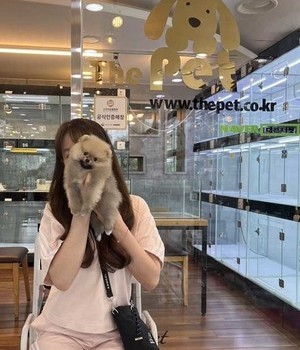 포메라니안 분양후기 [23.07.21]