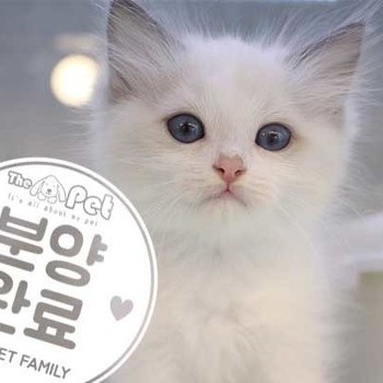 랙돌 ♀ 05.27 분양완료