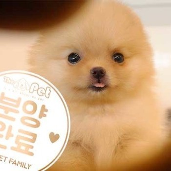 포메라니안 ♂ 06.25 분양완료